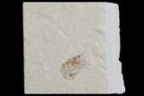 Cretaceous Fossil Shrimp - Lebanon #74528-1